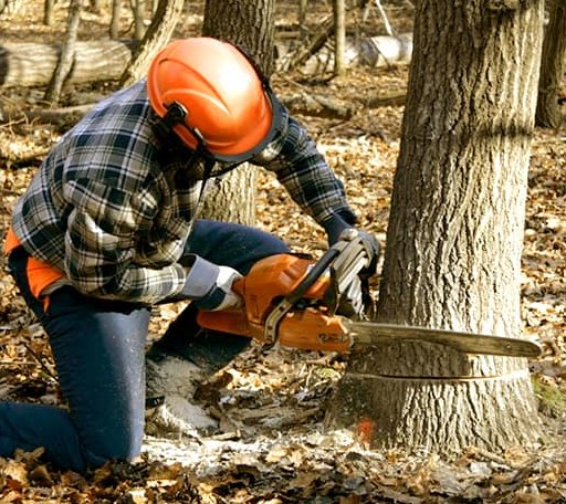 Tree Removal in Sublette, KS